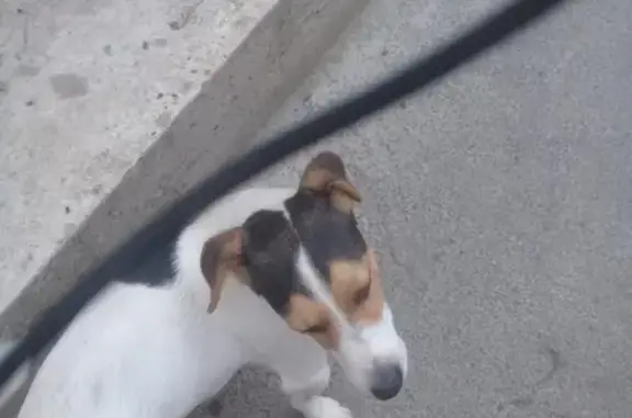 Пропала собака на СНТ Мичуринец 1, Таганрог