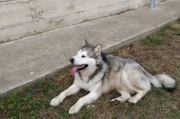 Собака найдена на ул. Маршала Жукова, Симферополь