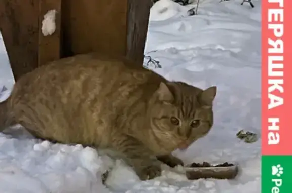 Найдена кошка в мкр Давыдовский около лицея 17