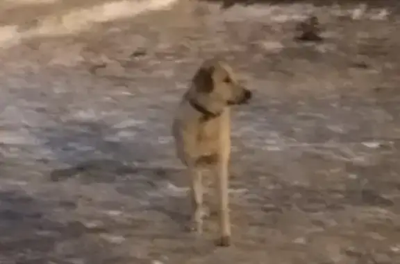 Собака с ошейником найдена на улице Пушкина, Омск