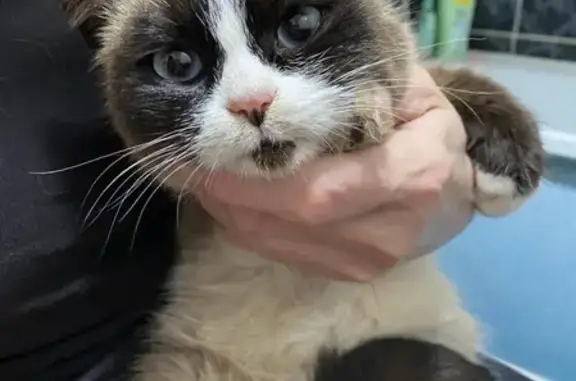 Красивый кот найден в Нежинском сельсовете