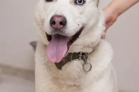 Найдена собака, Нижний Новгород, фото: Найдена собака в ЖК Торпедо, Н. Новгород