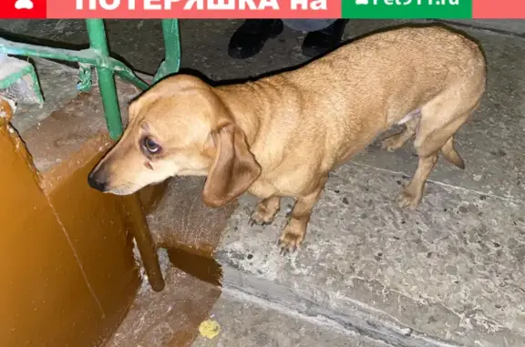 Собака на улице Короленко, 93, Казань