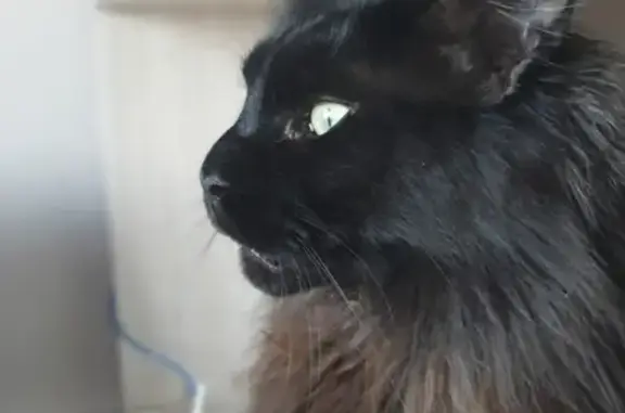 Пропал кот в СНТ 2-Толбино, ищу 1,5 года, вознаграждение