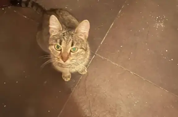 Найдена кошка у ЖК Михайловский парк, передержка на Рязанском пр-те 49 к 4.