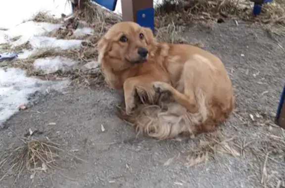 Найдена собака с ошейником - ул. Либединского, 27, Челябинск