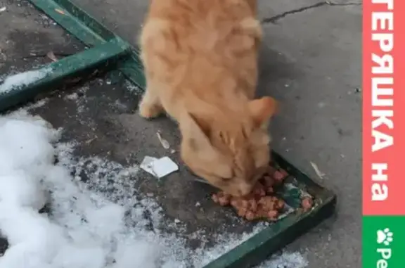 Найдена рыжая кошка возле магазина Авоська в Отрадном