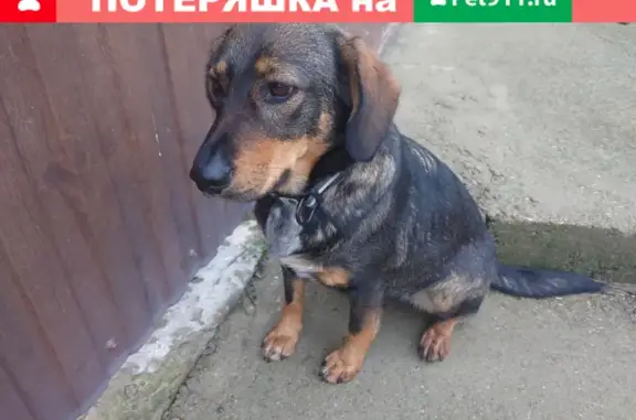 Найдена собака на Тобольской улице, ищет приют.