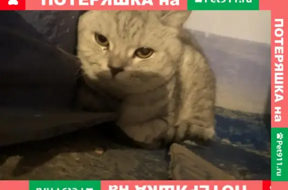 Найдена кошка на ул. Бабаевского, Астрахань