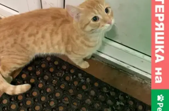 Найден рыжий кот на 2-м Фабричном, 16 в Пушкино