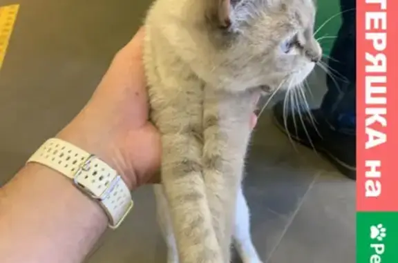Кошка найдена в Сбербанке на Минской, Воронеж