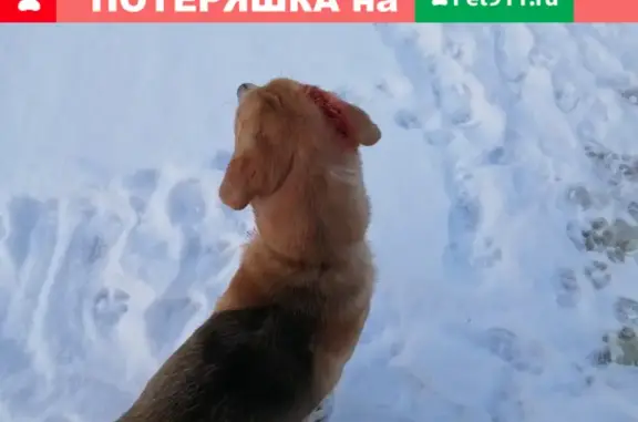 Собака найдена в Немятово-1 на канале