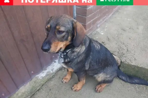 Найдена добрая собачка возрастом 2-3 года на Тобольской улице, ищет приют