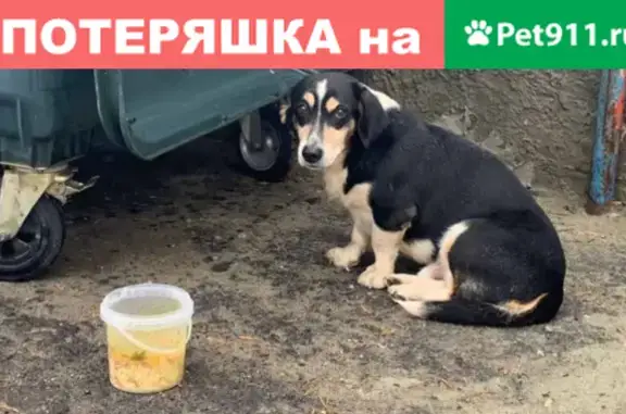 Собака нуждается в помощи: ул. Маршала Крылова, 3А, Пенза.