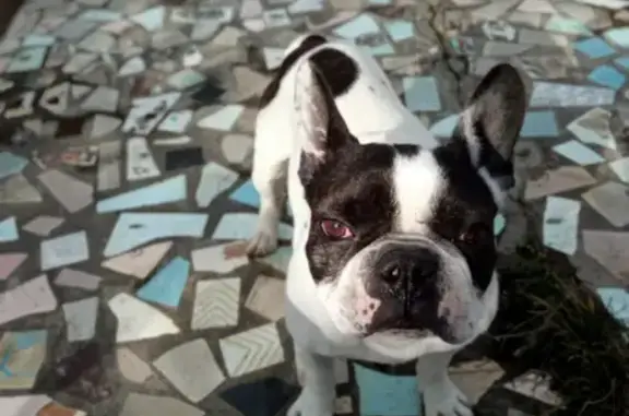 Собака найдена в Мысхако, Краснодарский край
