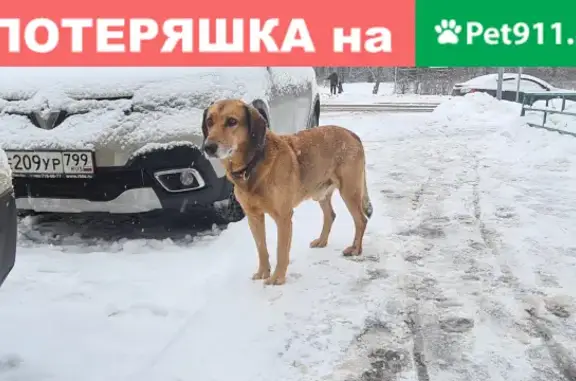 Собака потерялась на Соловьином проспекте, 8!
