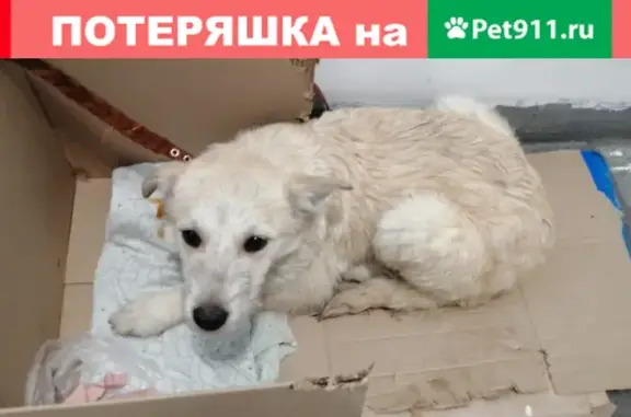 Найден щенок возле дома на ул. Проходчиков, Москва