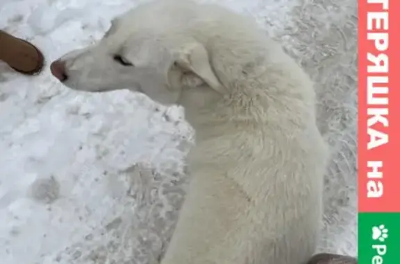 Найдена белая собака на Московской, 14