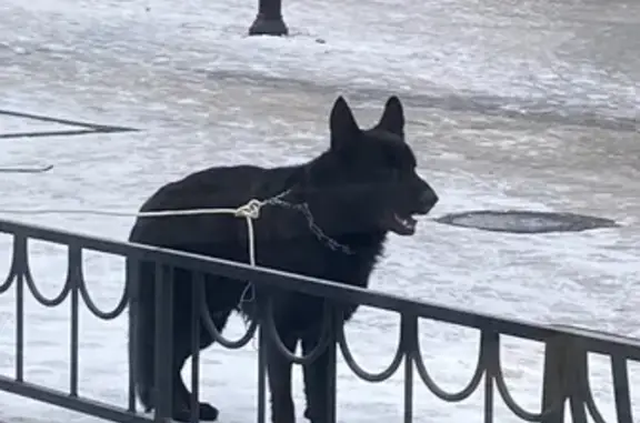 Собака на ул. Зайцева 54