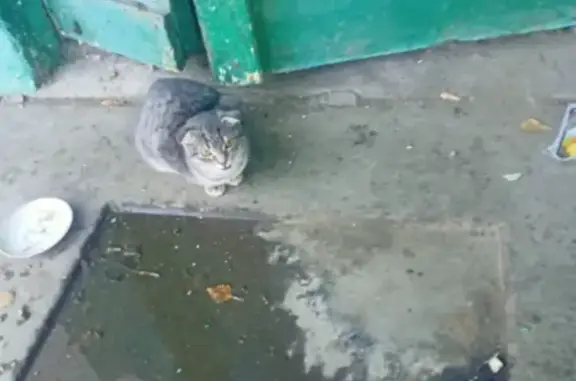 Найдена кошка на улице Моисеева, дом 65