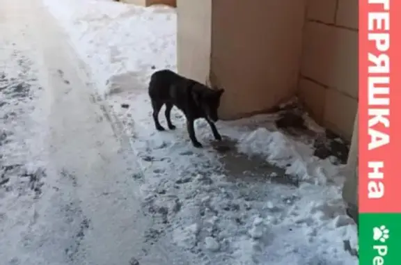 Найдена добрая собака на Таллинской, СПб