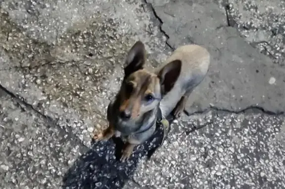 Найдена ухоженная собака возле дома на улице Панфилова 109/1