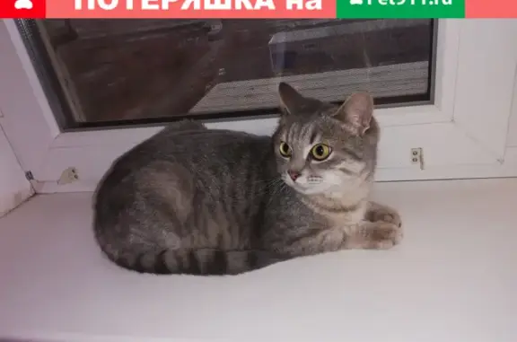 Найдена кошка на улице Гагарина, Оренбург