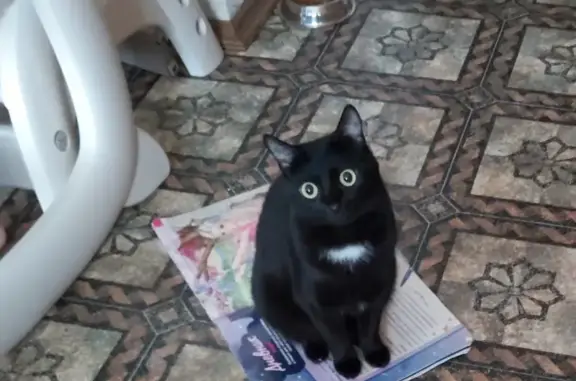 Кошки потеряшки, Казань, фото: Потеряшка кошка на Енисейской, Казань