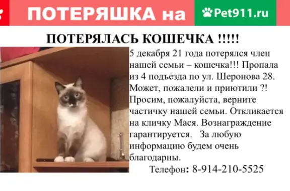 Пропала кошка на Шеронова, 28 в Хабаровске.