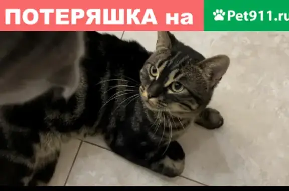 Пропала кошка на ул. Гончарова, 109, Майкоп