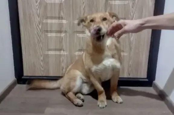 Найдена собака, Калининград, фото: Найдена собака в районе Дворца спорта 