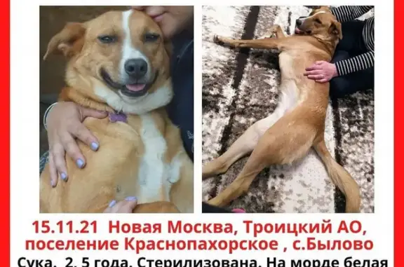 Пропала собака в Краснопахорском поселении, Москва