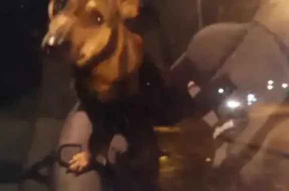 Собаки потеряшки, Санкт-Петербург, фото: Потеряшка собака в Калининском районе, возможно без шлейки - Рикки, метис таксы, рыжий.