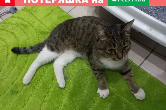 Найдена кошка в Черниковке, Уфа