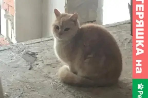 Найден кот на Сиреневой ул. 13 в п.Южный Урал
