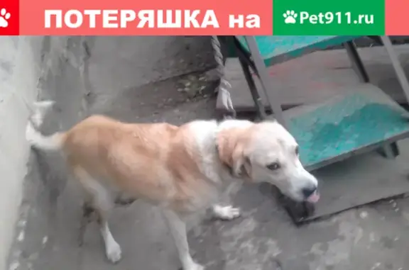 Найдена рыжая собака на улице Пушкина, 31