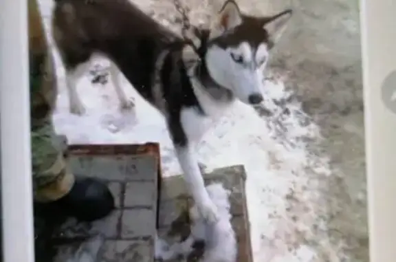 Бесплатно отдают щенка хаски в Москве