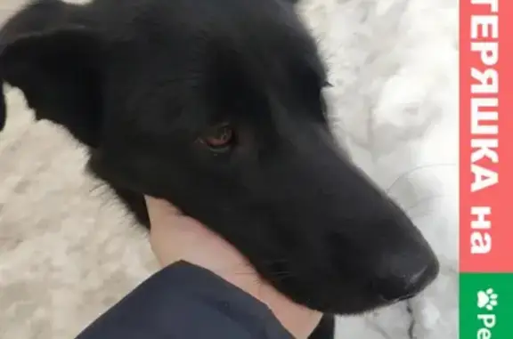 Найден щенок в районе Щетинкина, Новосибирск