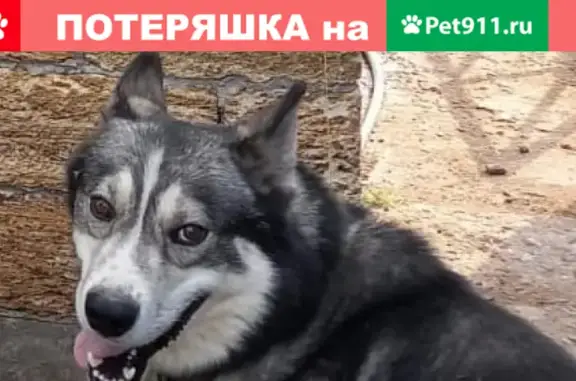 Пропала собака в Чернореченском пмк-106, Ивановская область