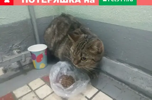 Найдена кошка на Кавказском бульваре, дом 35/2 к2