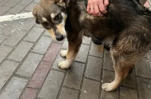 Собака найдена на Дербеневской набережной