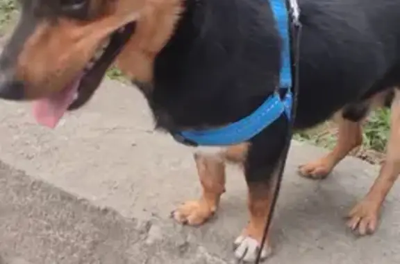 Пропала собака Тоша на Московской улице, Новочеркасск.