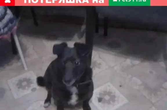 Найдена собака на ул. Обнорского, Нижний Новгород