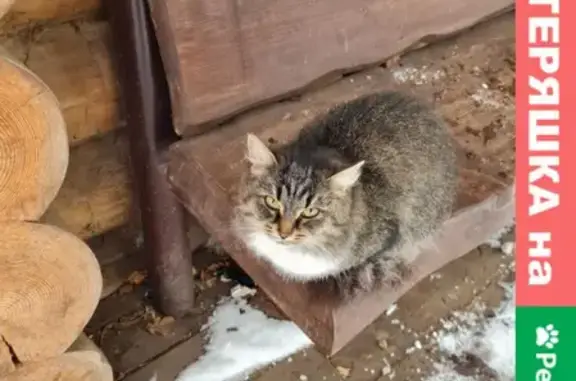 Найдена домашняя кошка в Троицком