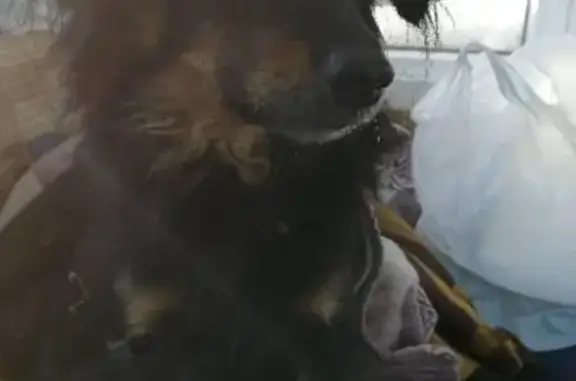 Собака Мальчик найдена на ул. Пушкина, 52 в Хабаровске