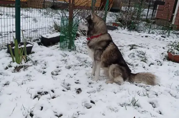 Собаки потеряшки, Калининград, фото: Потеряшка хаски Ивар в Веселовке, Калининградская область