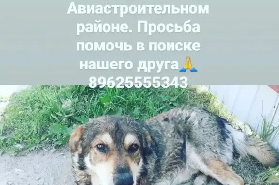 Пропала собака ДРУЖОК в Казани