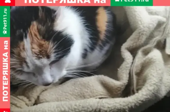 Найдена кошка в СНт Прометей, Ломоносовский район