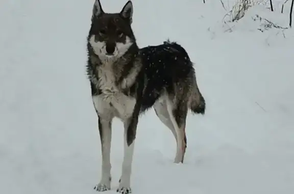 Найдена собака Западно-сибирская лайка в Новоселках, Ярославль
