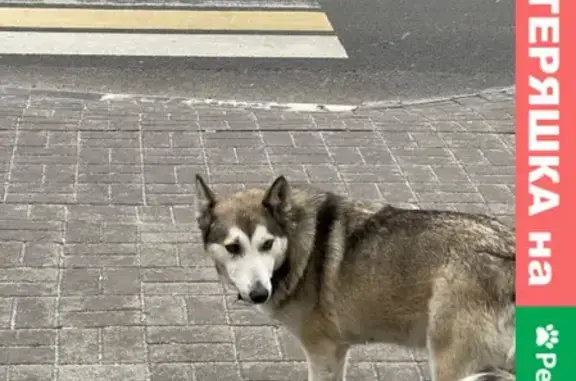 Найдена собака на ул. Костюкова, 36, Белгород